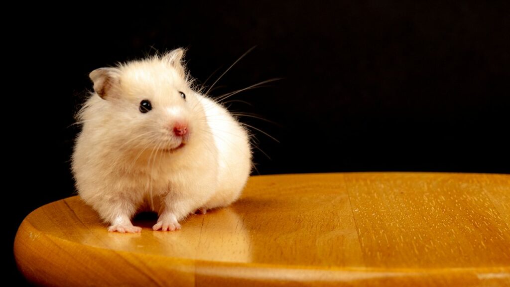 Crafting Captivating Headlines: Your awesome post title goes here Adorable white hamster sitting on a wooden surface against a dark backdrop.