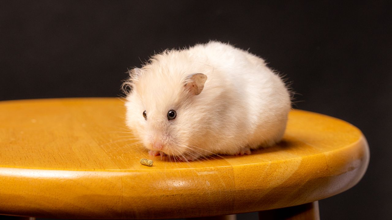 our-journey-02 Adorable fluffy hamster perched on a wooden stool, nibbling a food pellet.