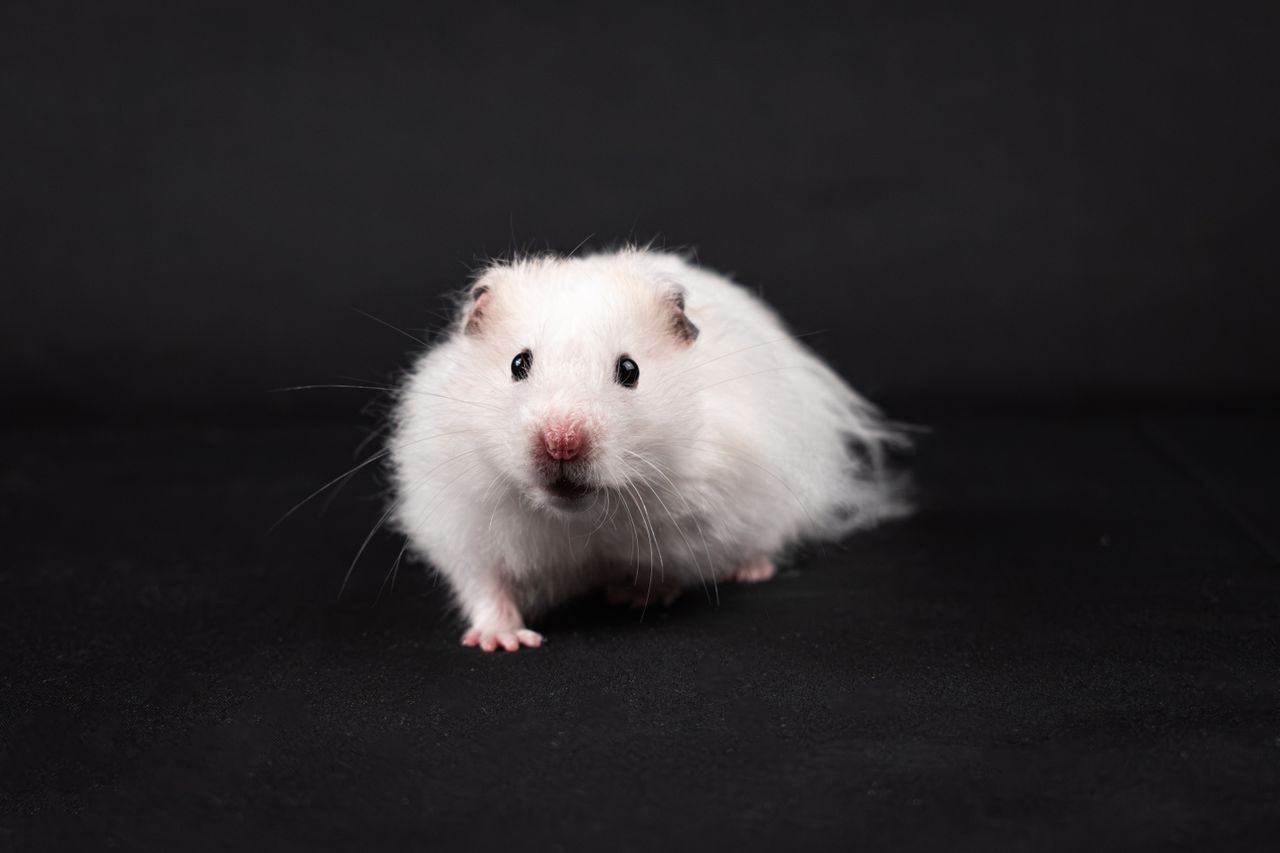 The Art of Drawing Readers In: Your attractive post title goes here Cute white Syrian hamster posing in a studio setting. Perfect for pet enthusiasts.