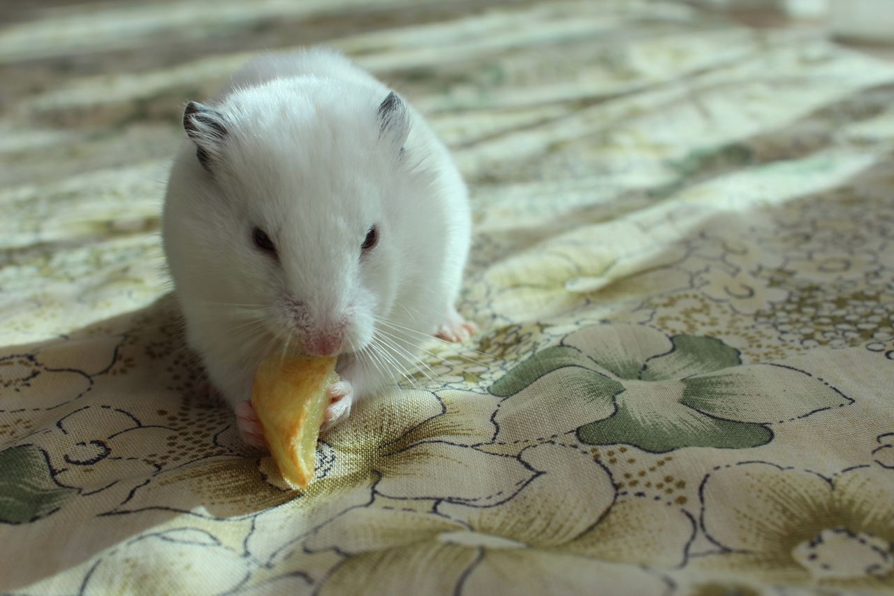 services-01 Adorable white hamster enjoys a snack on floral patterned fabric in Istanbul.