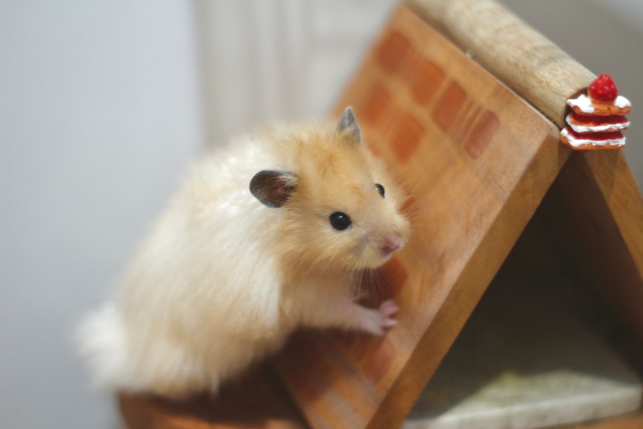 our-journey-01 Cute Syrian hamster perched on a wooden house with a miniature cake. Indoor setting.
