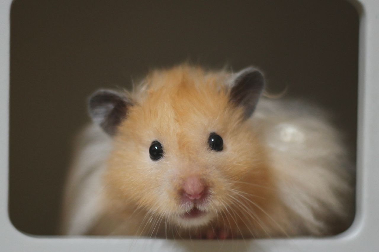 our-journey-03 Close-up of a cute golden Syrian hamster looking directly at the camera.