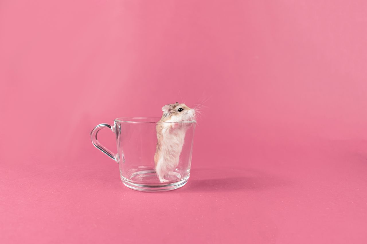 who-we-are Adorable roborovski hamster standing in a glass cup on a pink background, offering ample copy space.