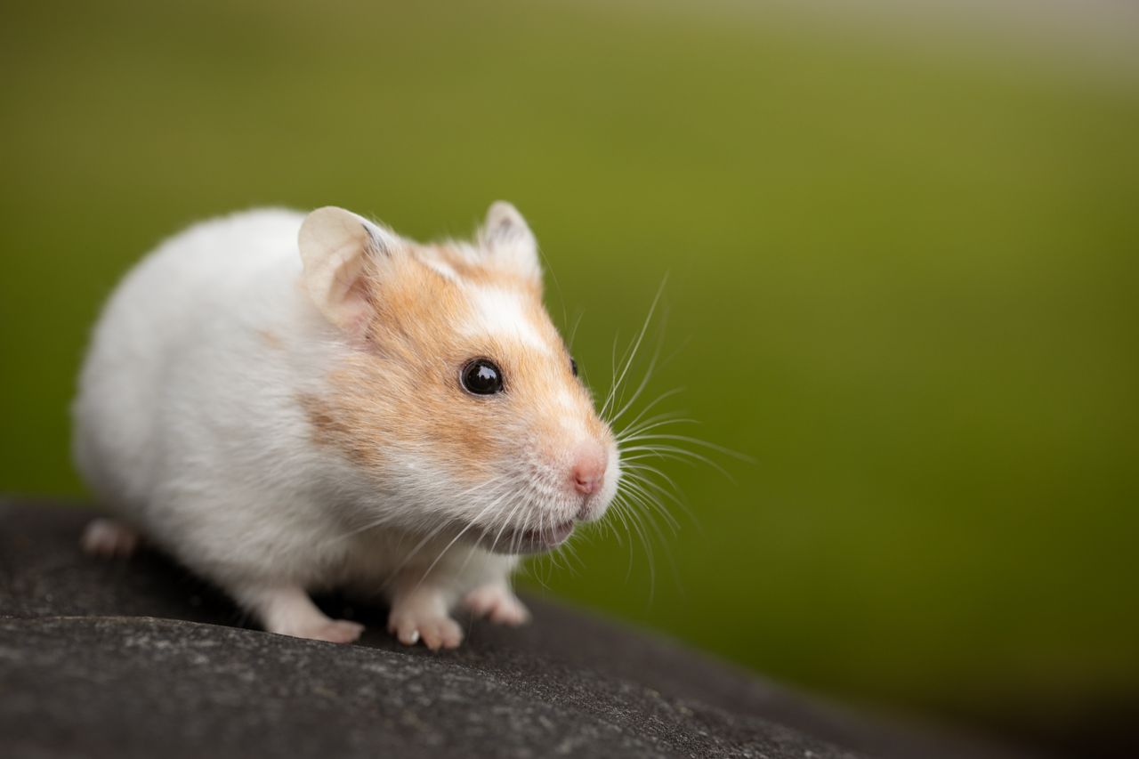 Mastering the First Impression: Your intriguing post title goes here Close-up of a cute hamster sitting on a stone with a blurred green background.