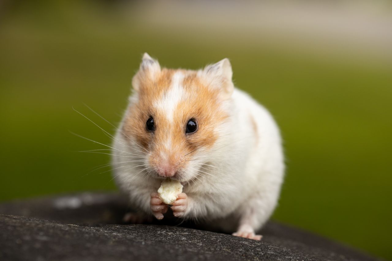 About A cute hamster eating on a rock, captured in a natural outdoor setting.